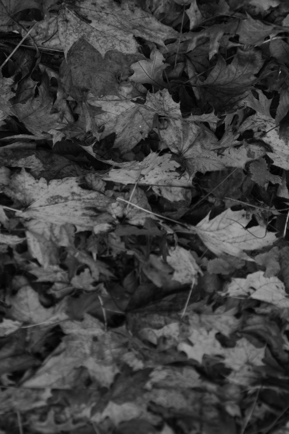 2009 11 26 IMG 3426