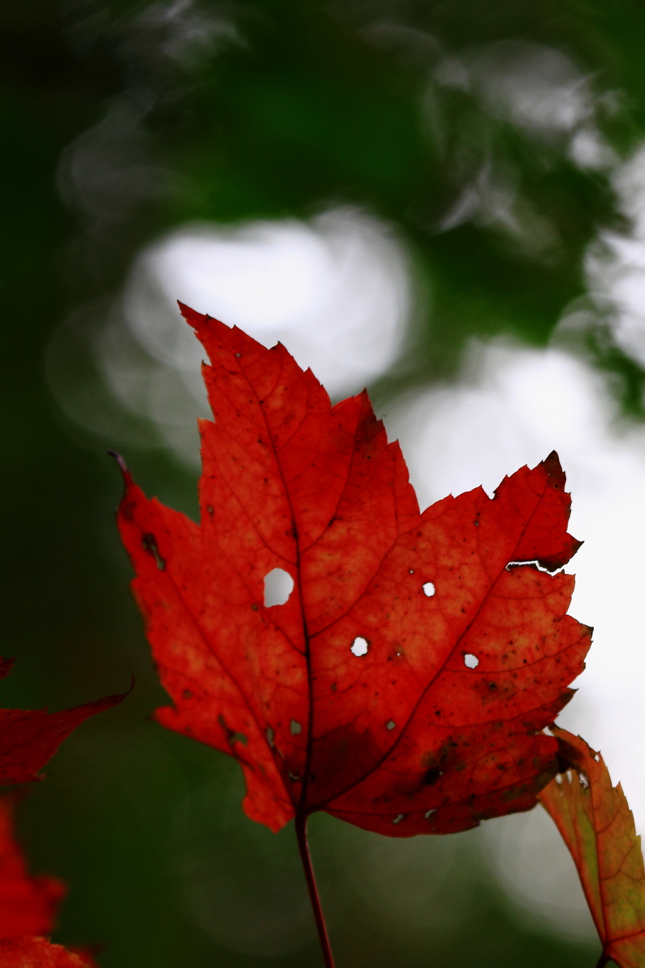 2010 10 23 IMG 13278e