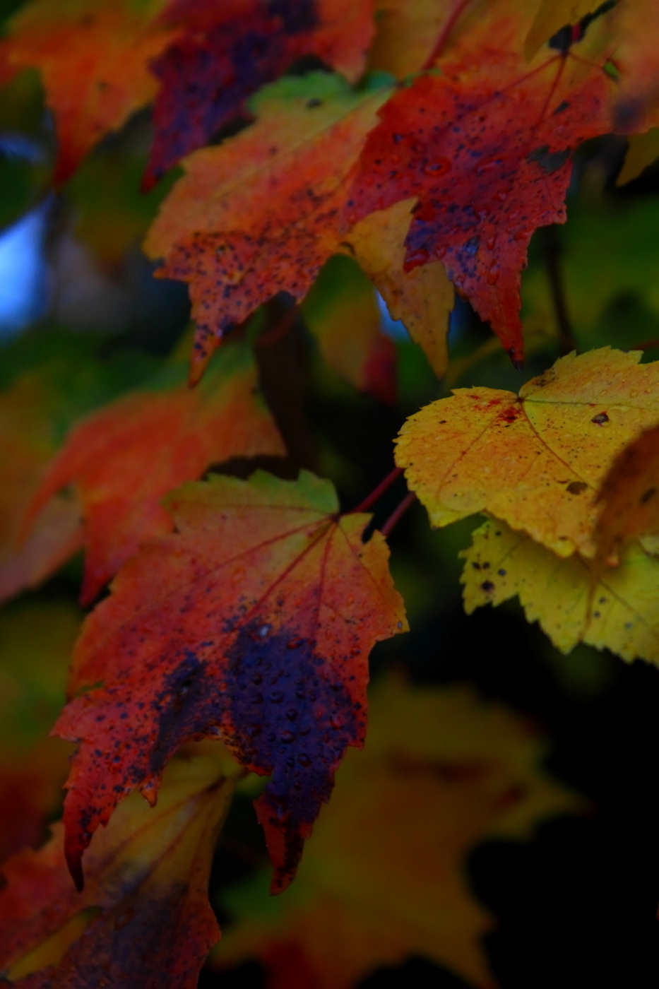 2010 10 27 IMG 13963