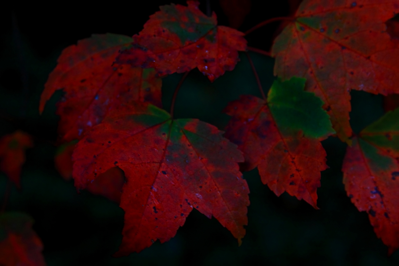 2010 10 27 IMG 13965