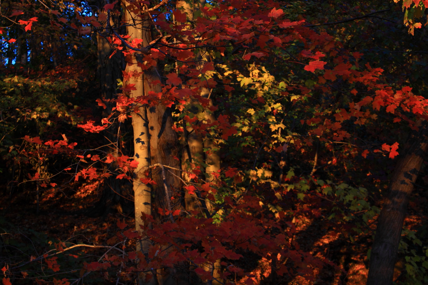 2010 11 10 IMG 14949