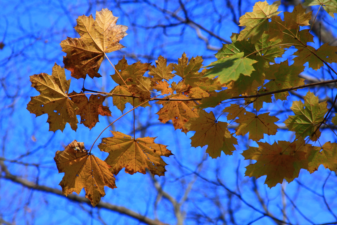 2011 11 20 1842