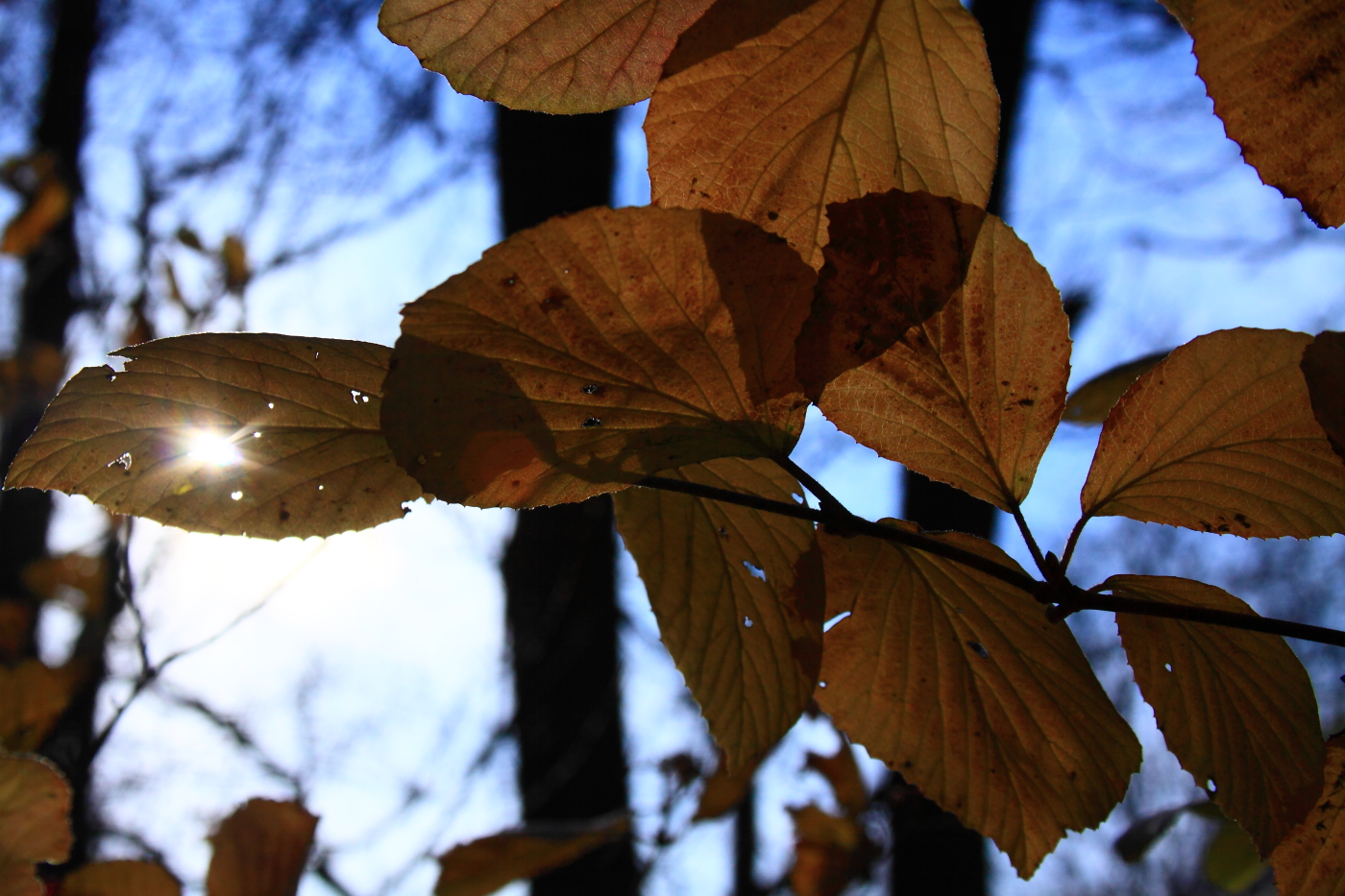 2011 11 20 1903