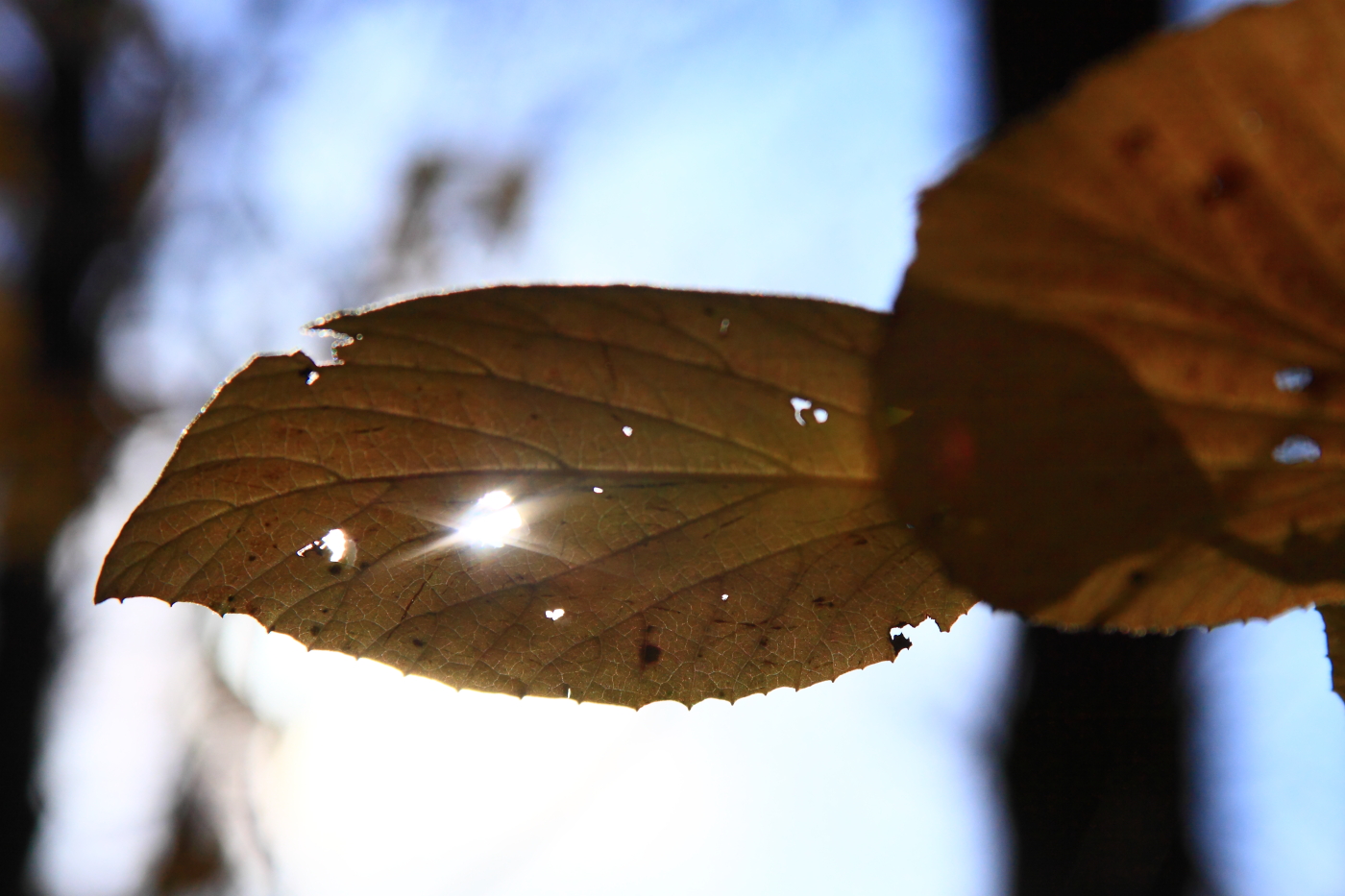 2011 11 20 1906