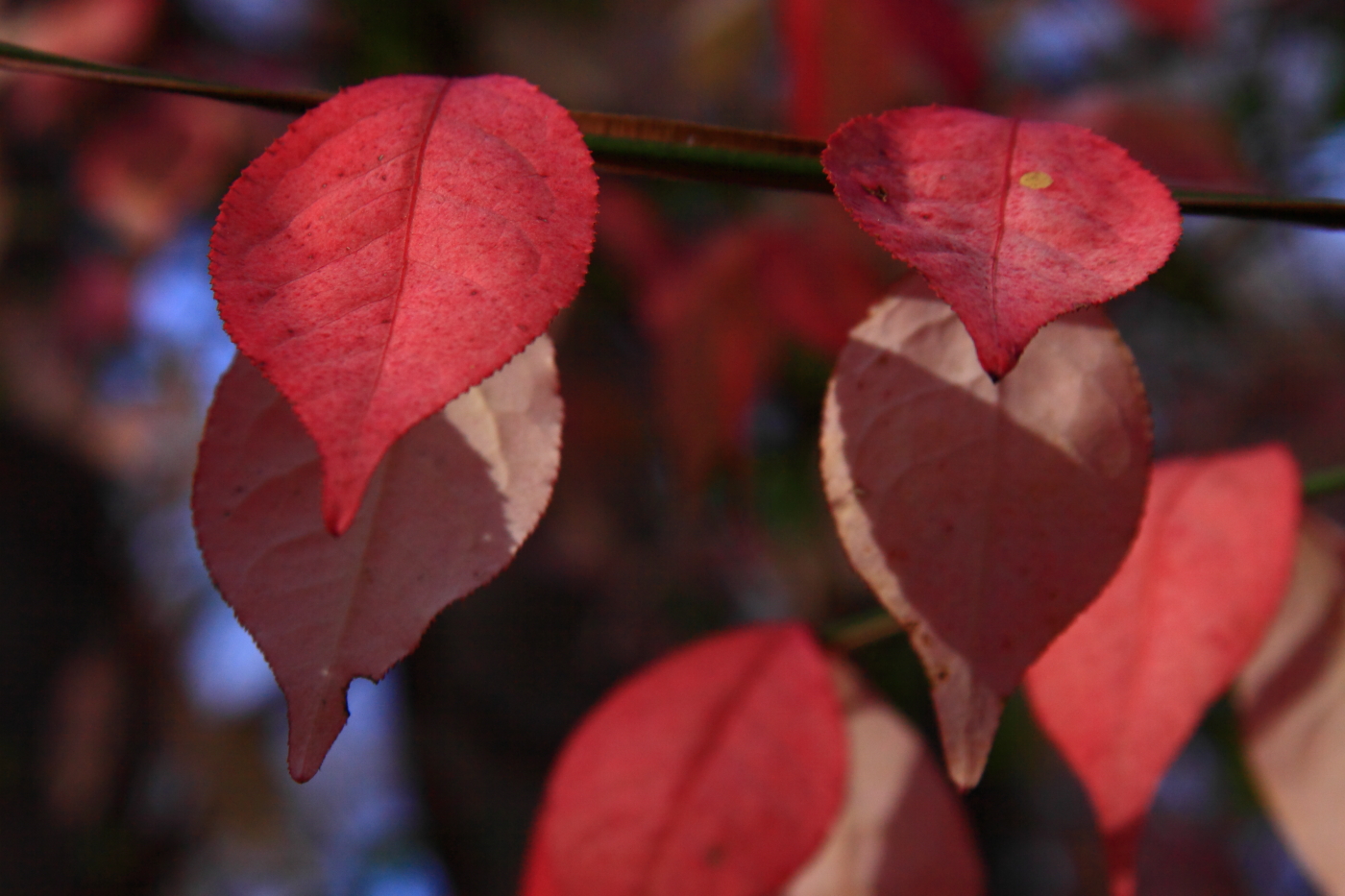 2011 11 20 1954