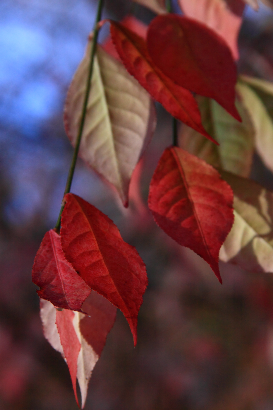 2011 11 20 1955