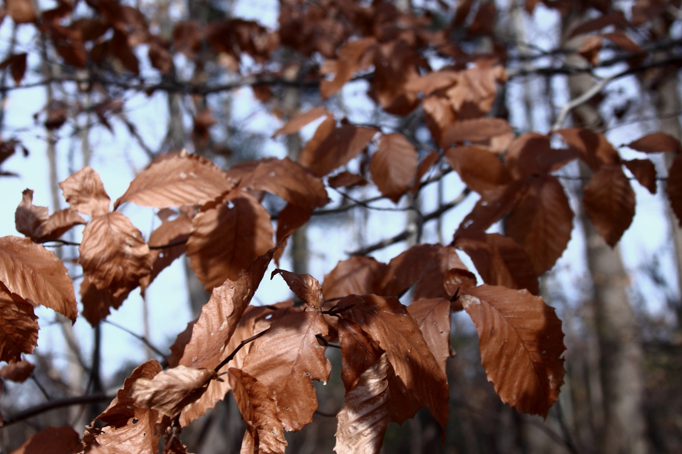 2011 11 20 2056e