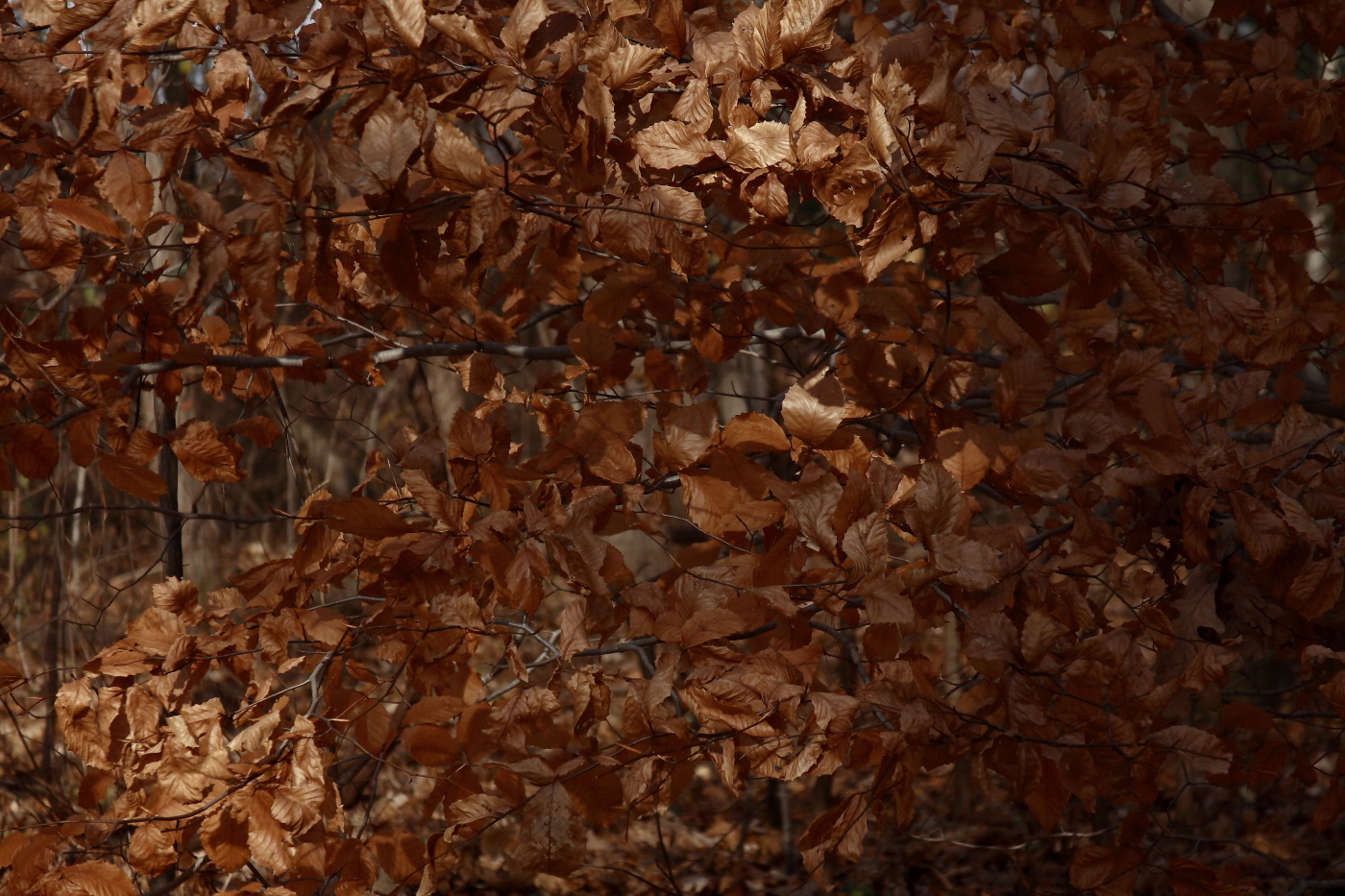 2011 11 20 2058e