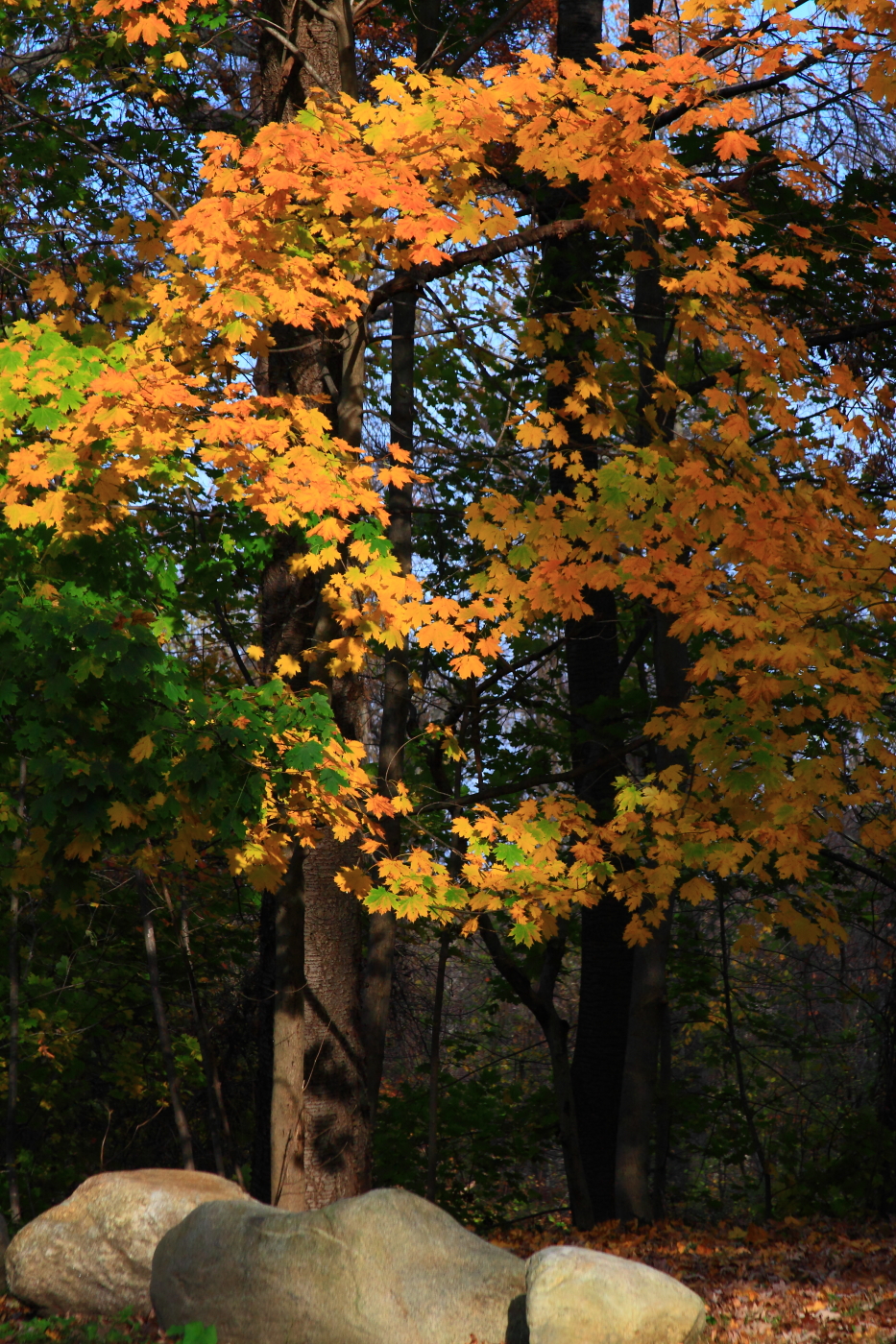 2011 11 20 2078