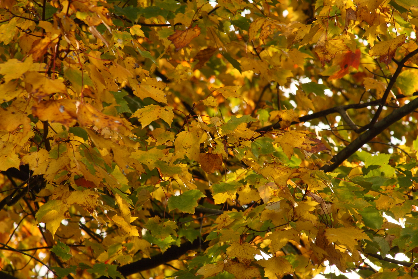 2012 10 24 9999 11