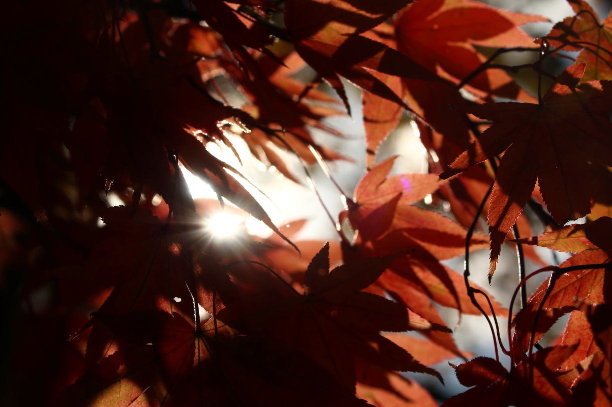 2013 11 03 HTP 15456