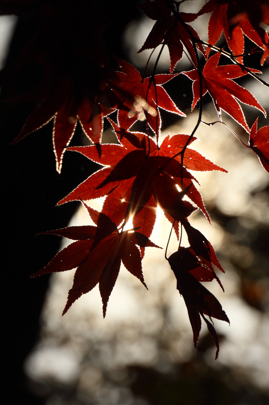2014 11 10 HTP 000001740