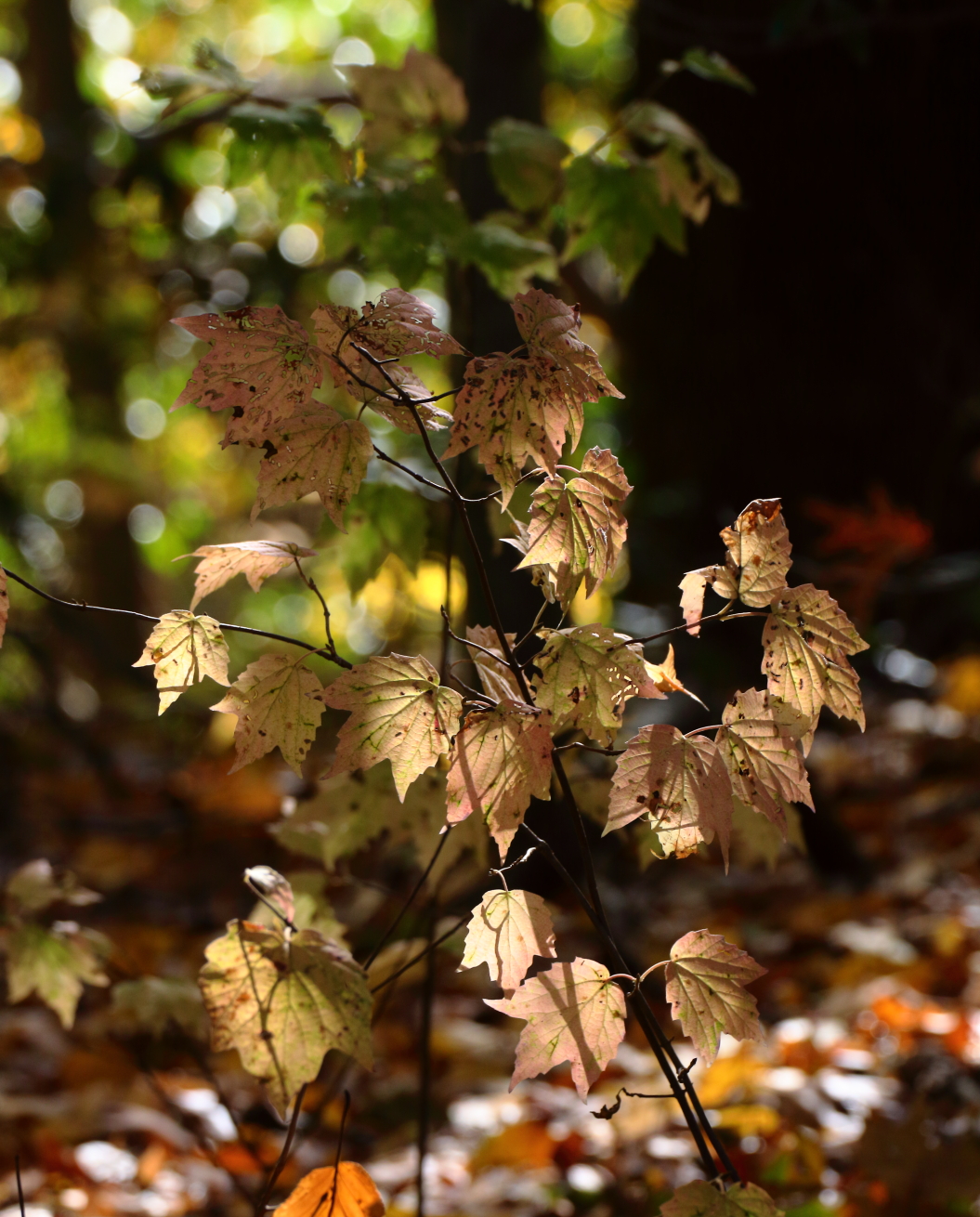 2015 10 29 HTP 000080456