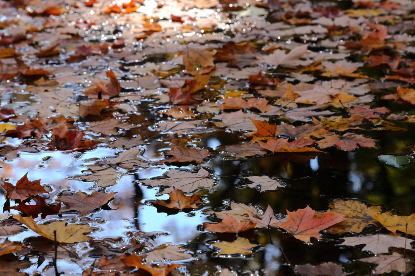 2018 11 01 HTP 11575