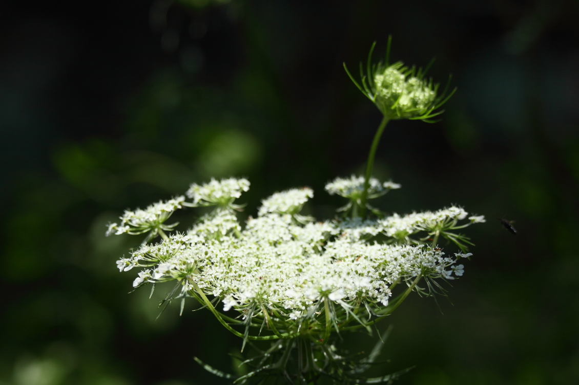 2013 08 02 HTP 00270