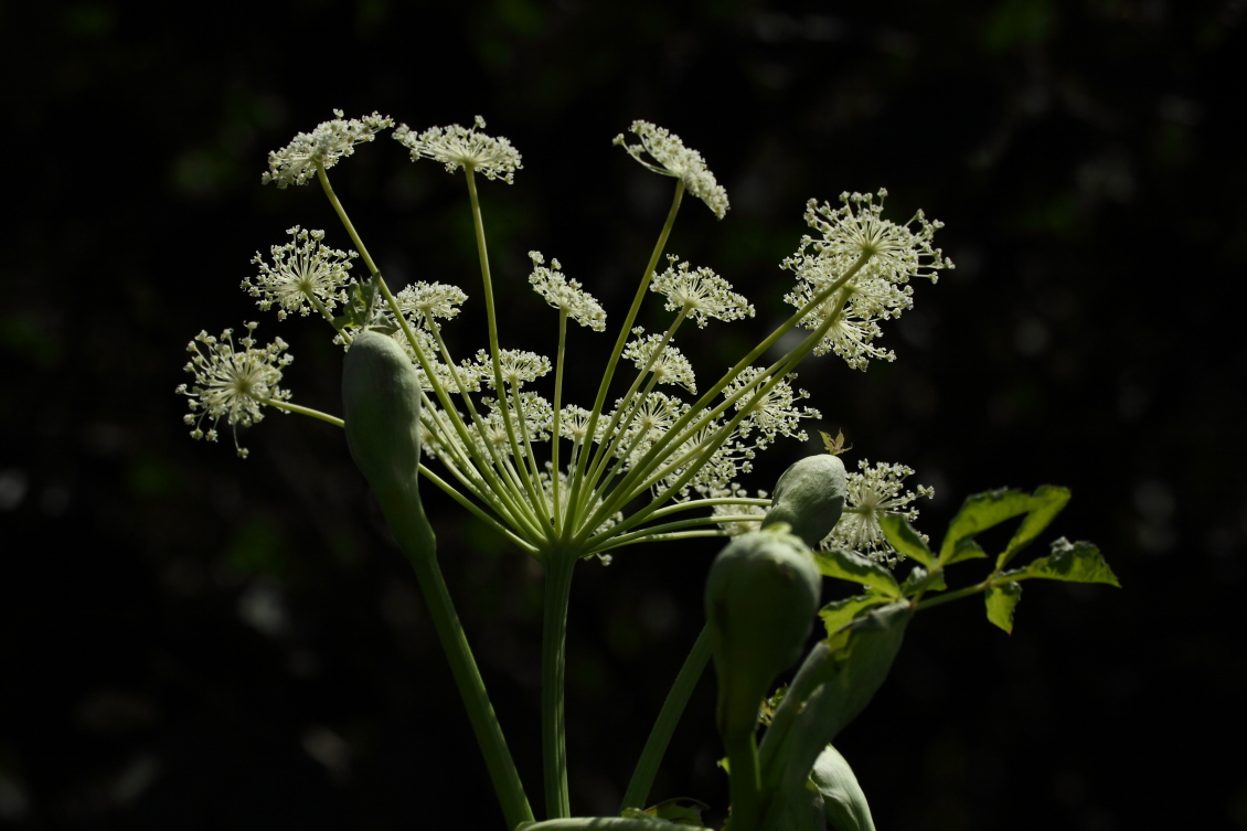 2013 08 02 HTP 00447
