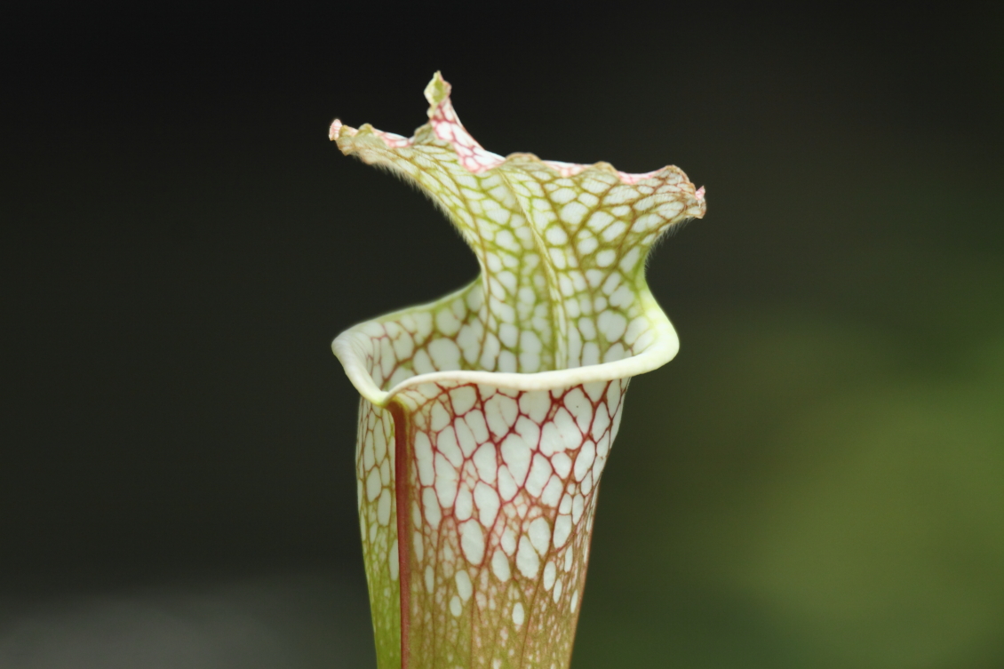 2013 08 02 HTP 00475