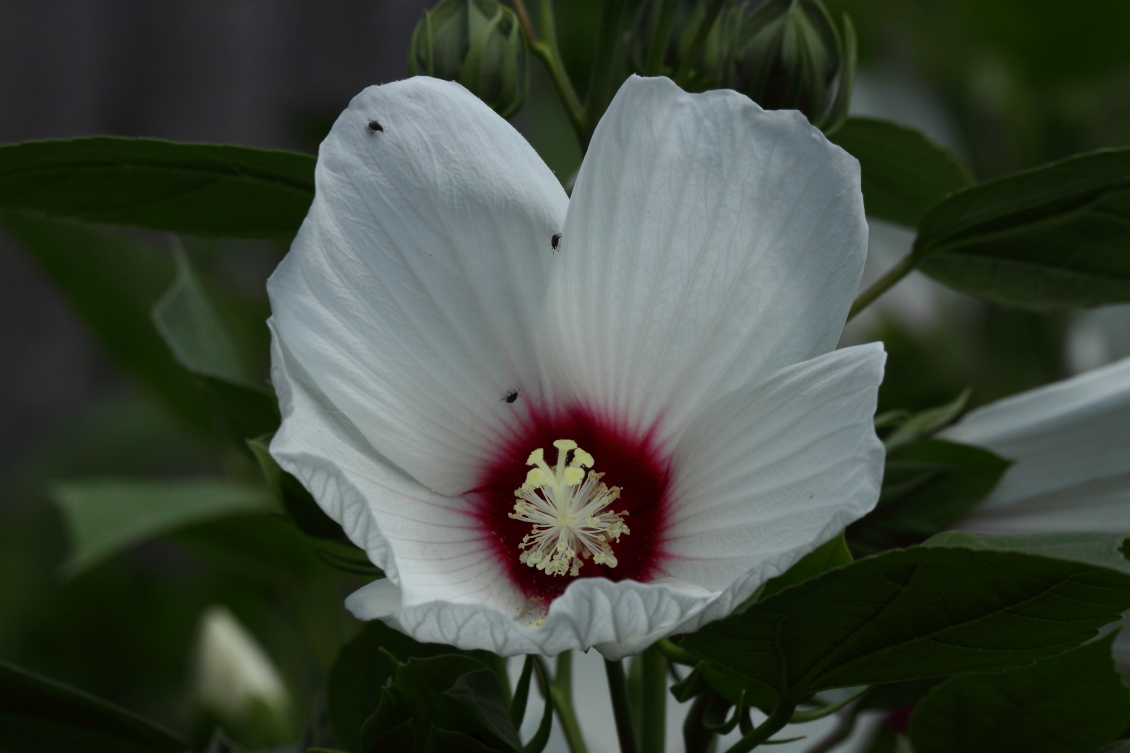 2013 08 02 HTP 00633