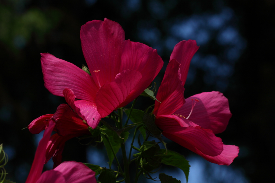 2013 08 02 HTP 00640