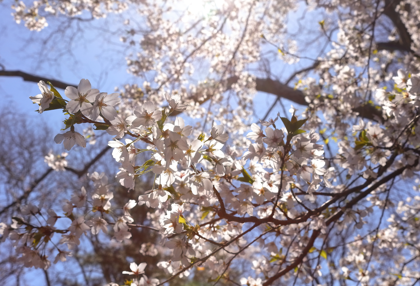 2018 04 22 HTP 73352e