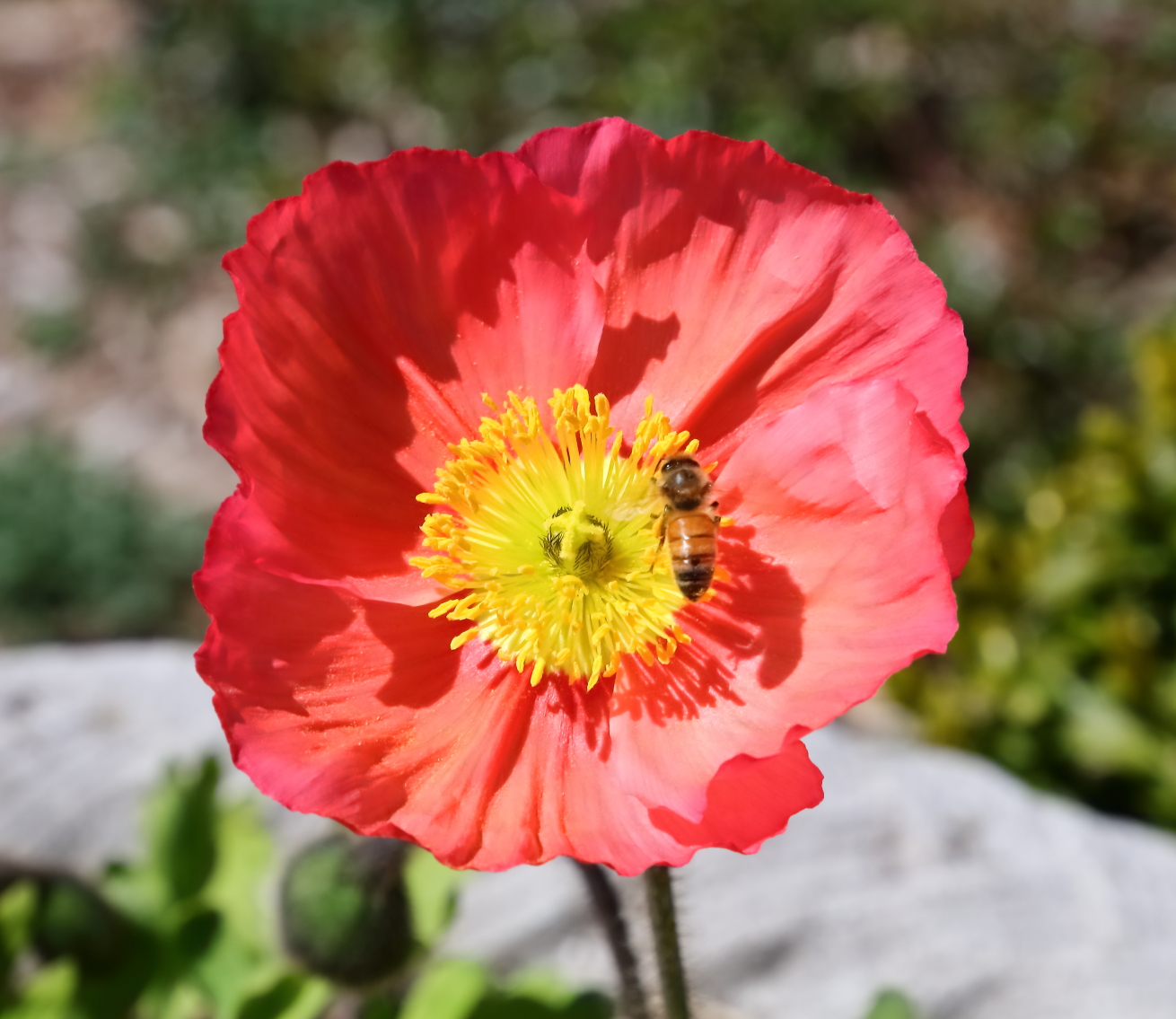 2018 04 22 HTP 73666