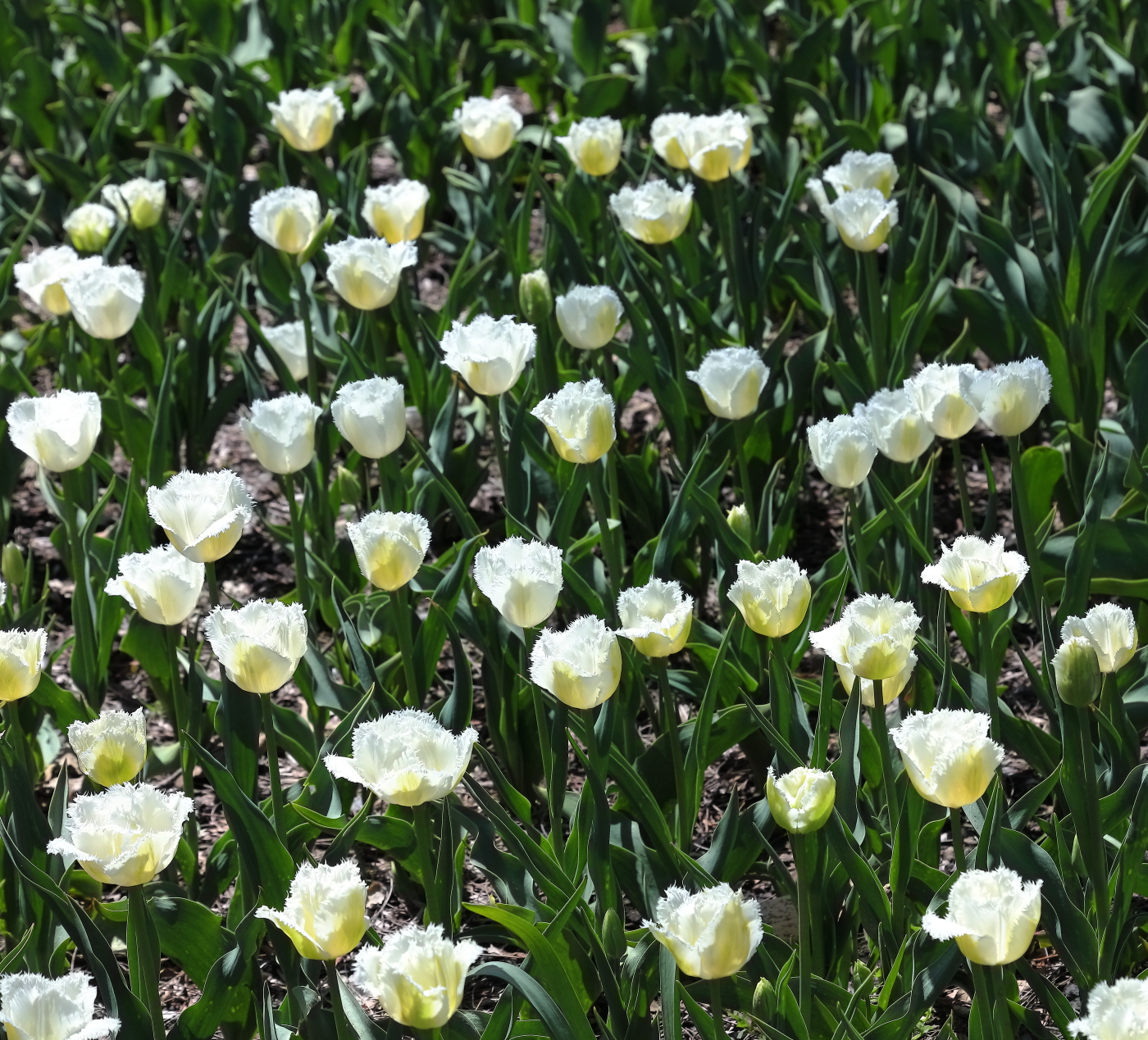 2018 04 22 HTP 74097e
