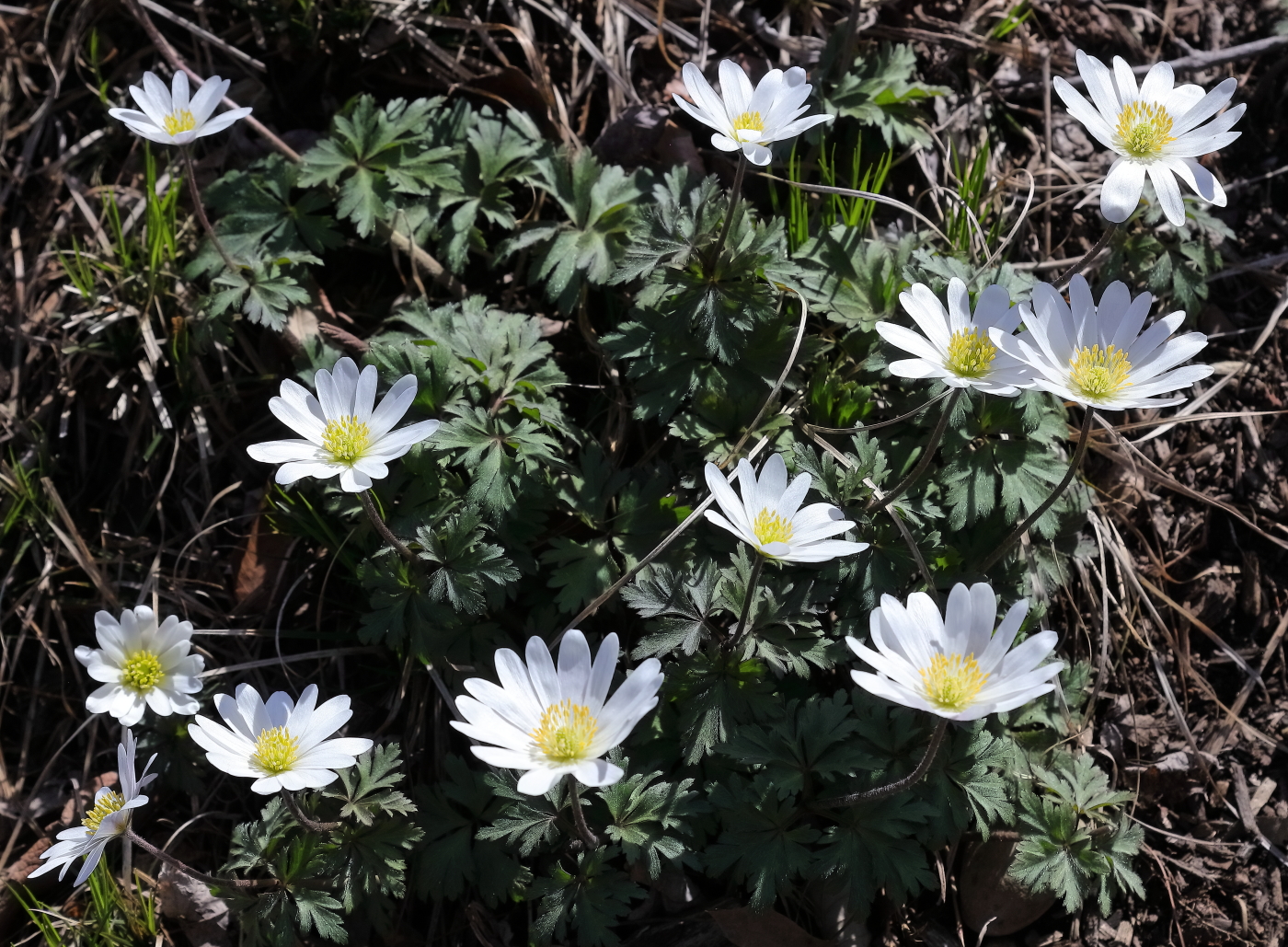 2018 04 22 HTP 75081e