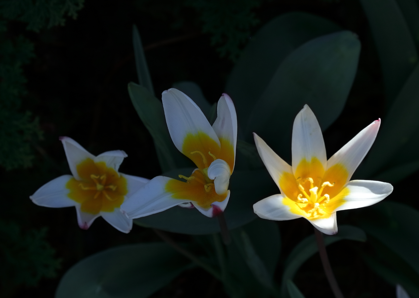 2018 04 22 HTP 75091e