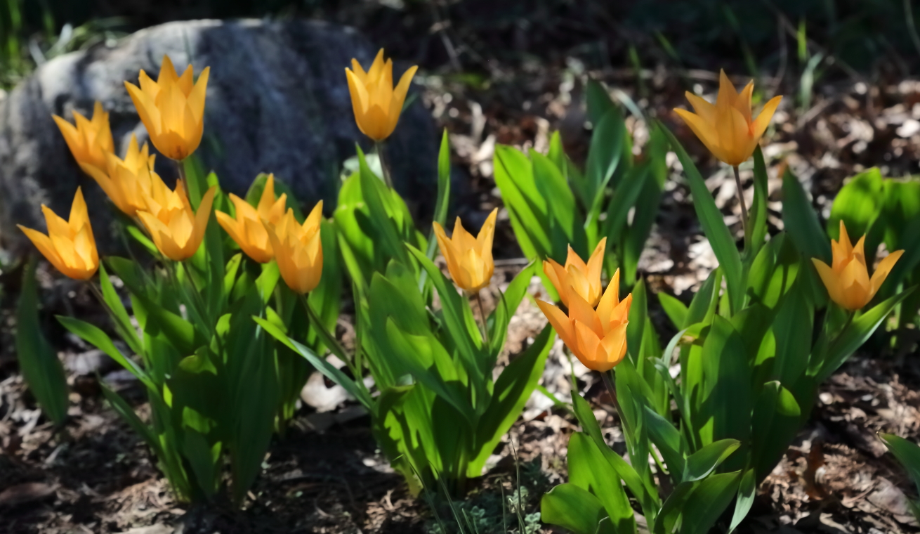 2018 04 22 HTP 75236e