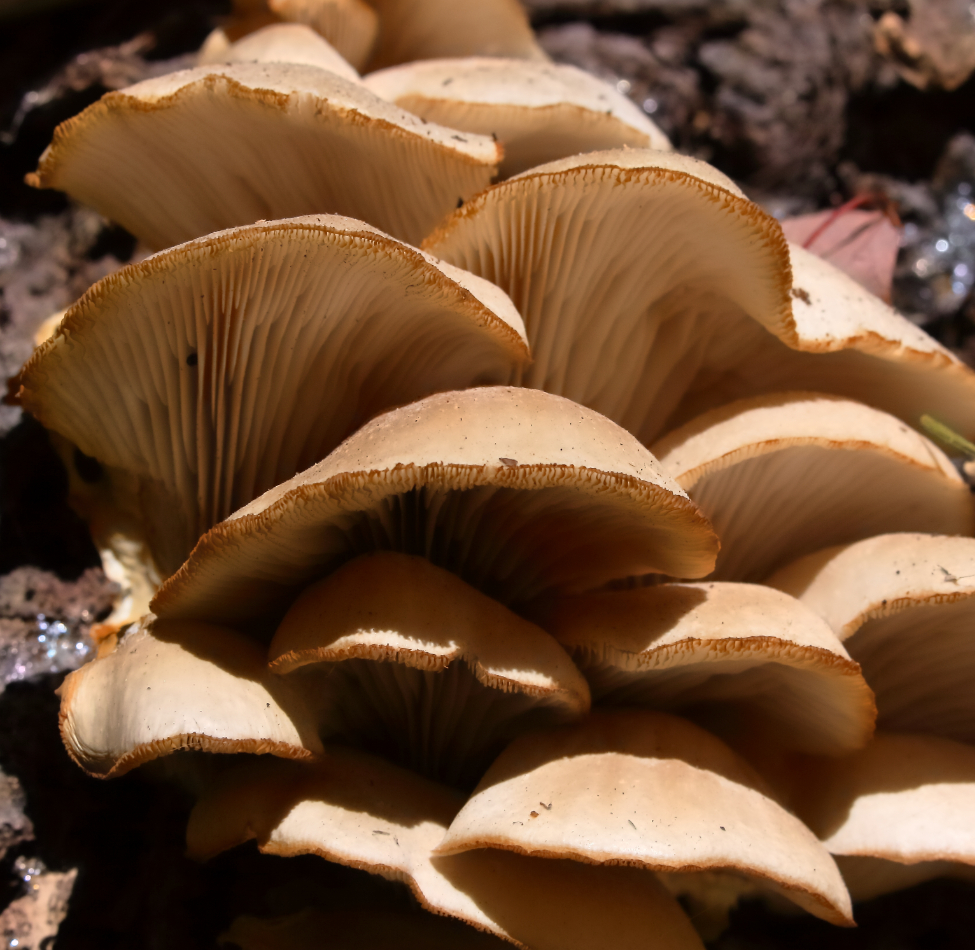 2014 09 12 HTP 86315b