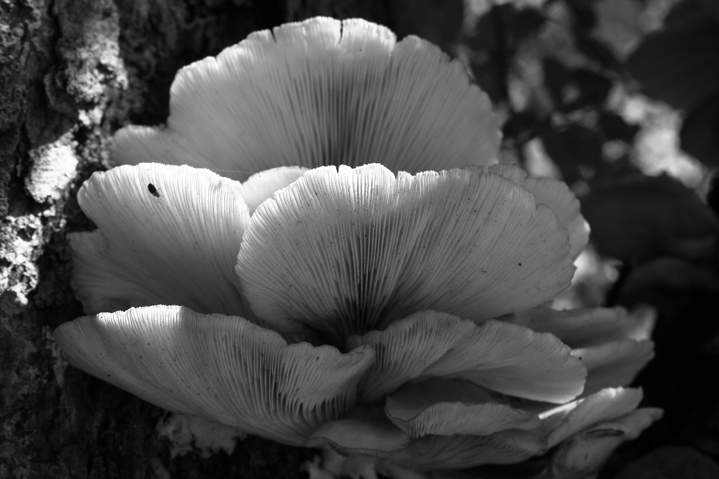 2014 09 14 HTP 86699a