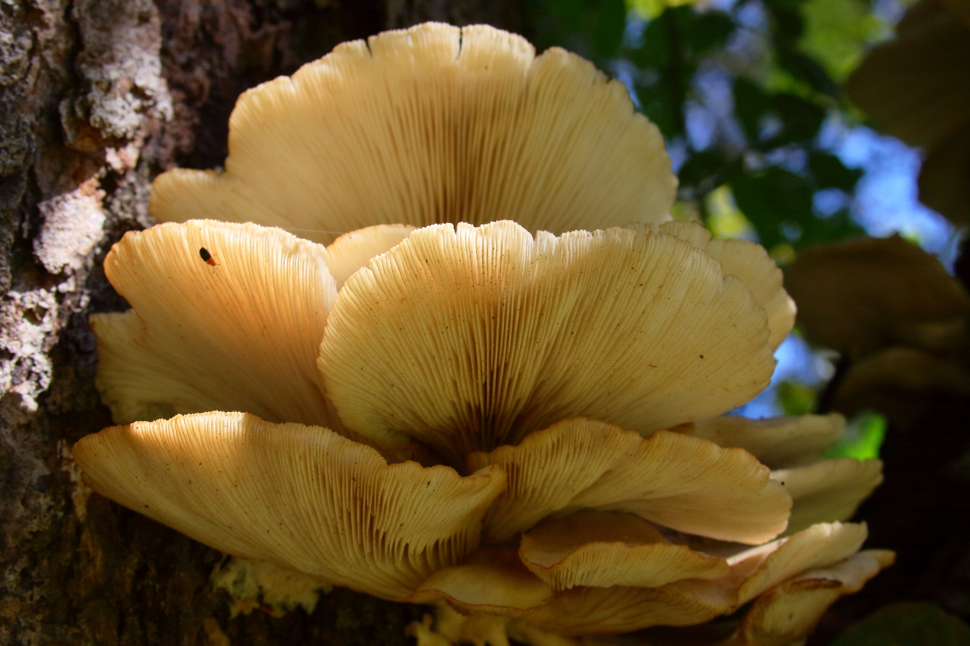 2014 09 14 HTP 86699b