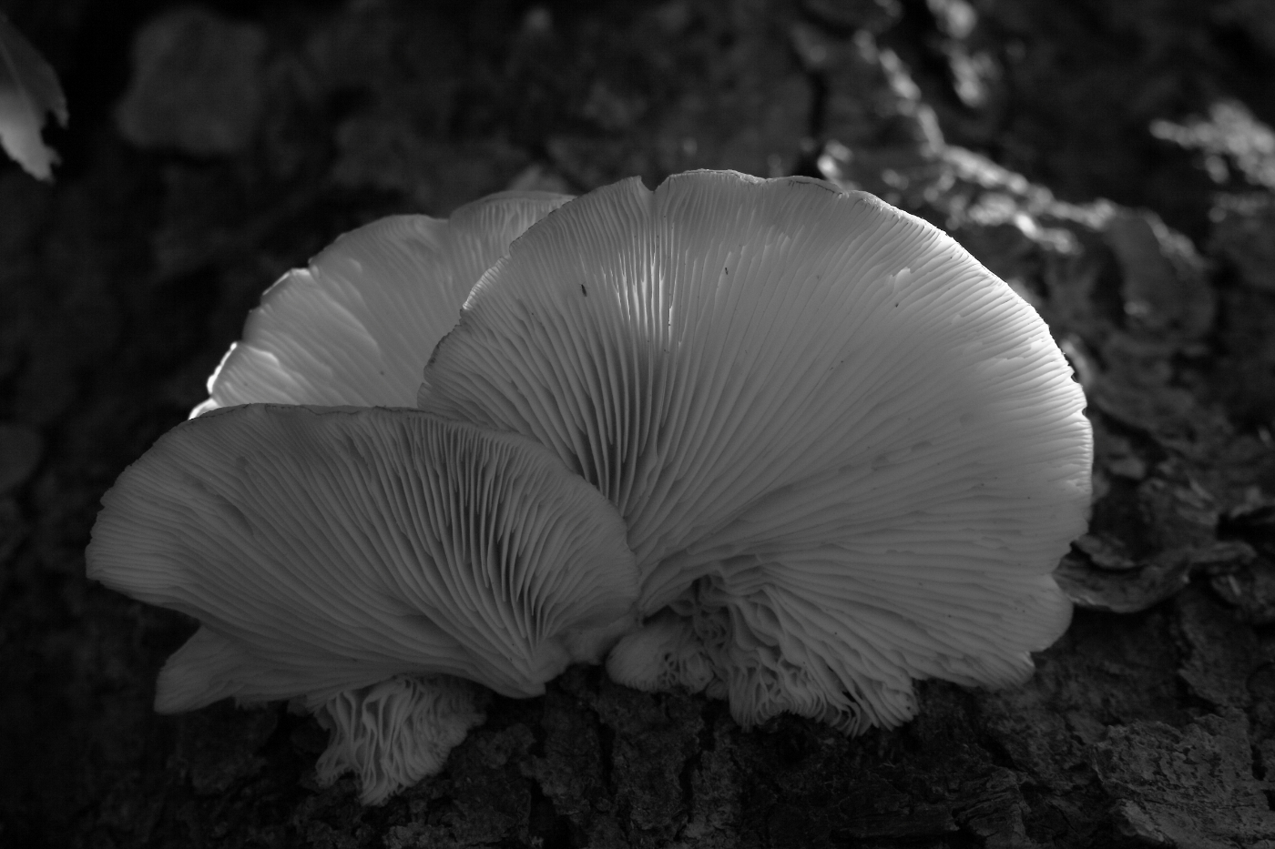 2014 09 14 HTP 86725a
