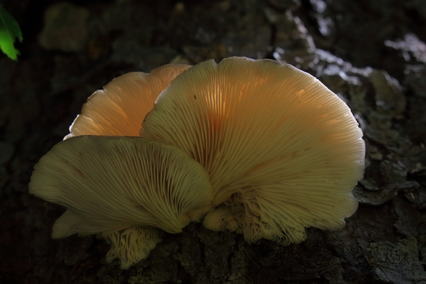 2014 09 14 HTP 86725b