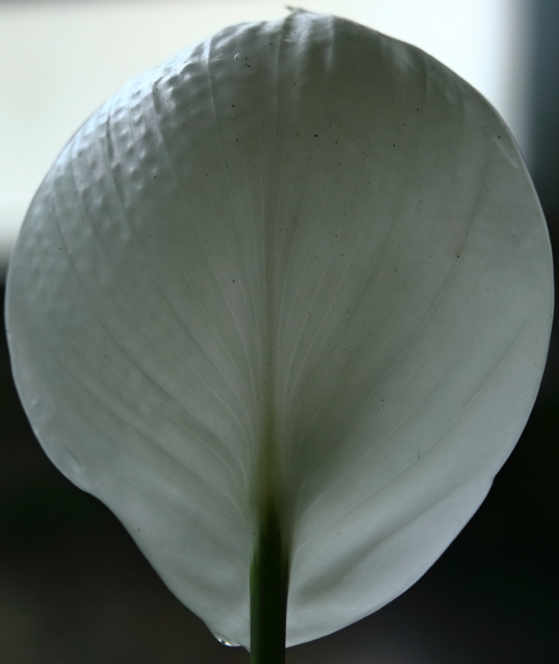 2018 10 28 HTP 08879e