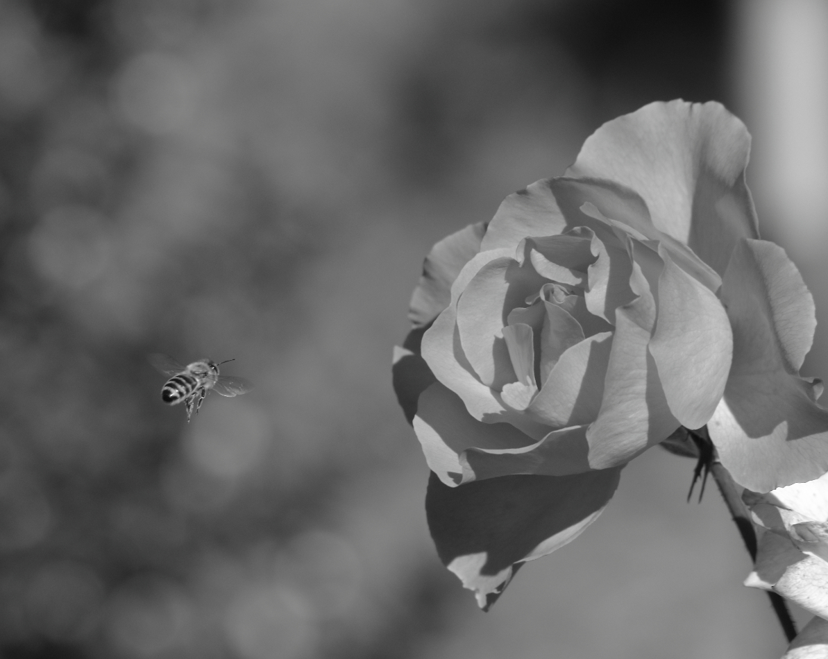 2018 10 31 HTP 10084a