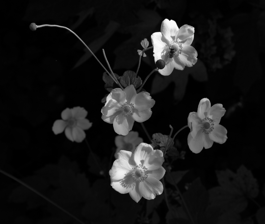 2020 10 17 HTP 91204a