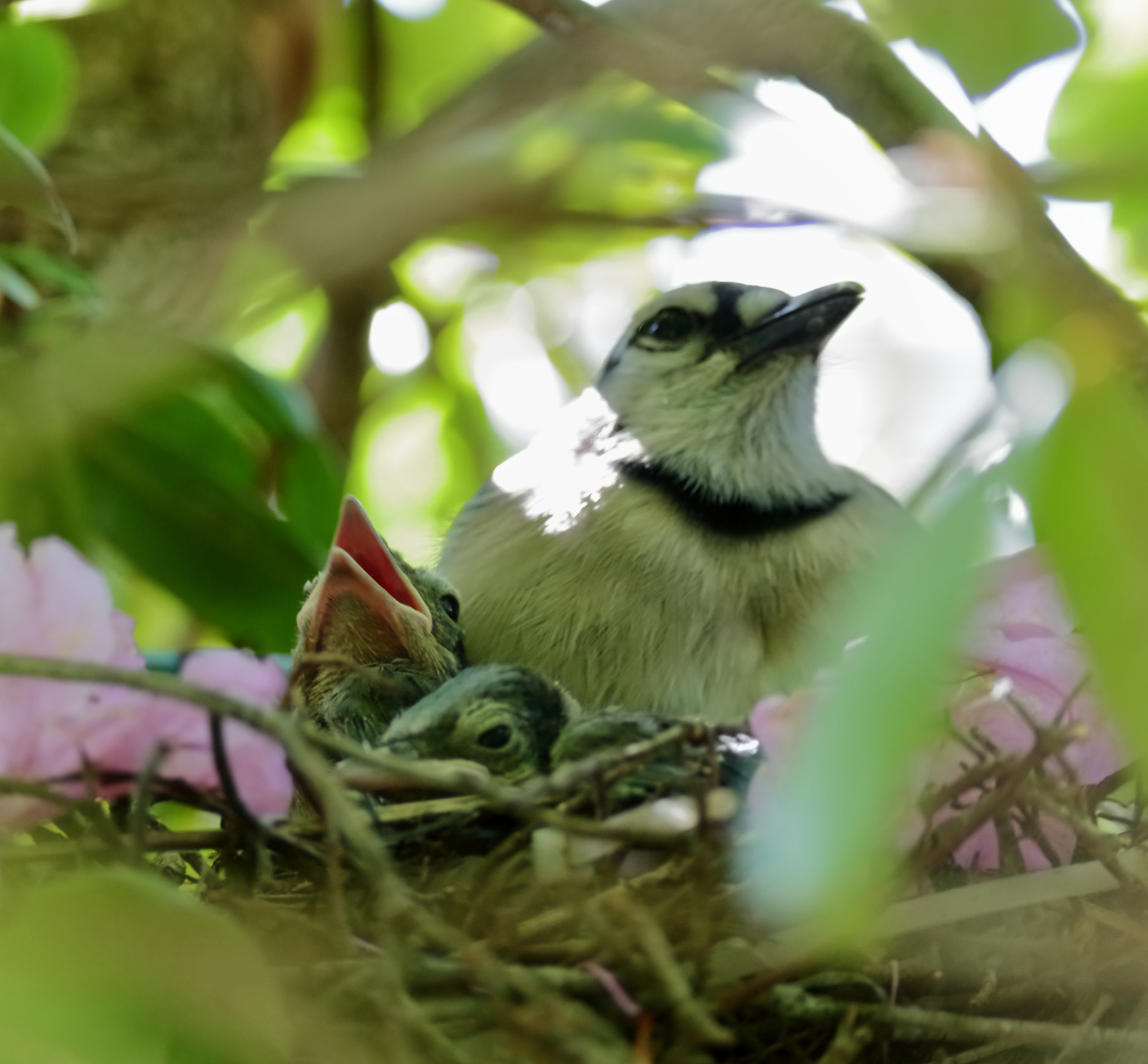 Baby Blue Jays