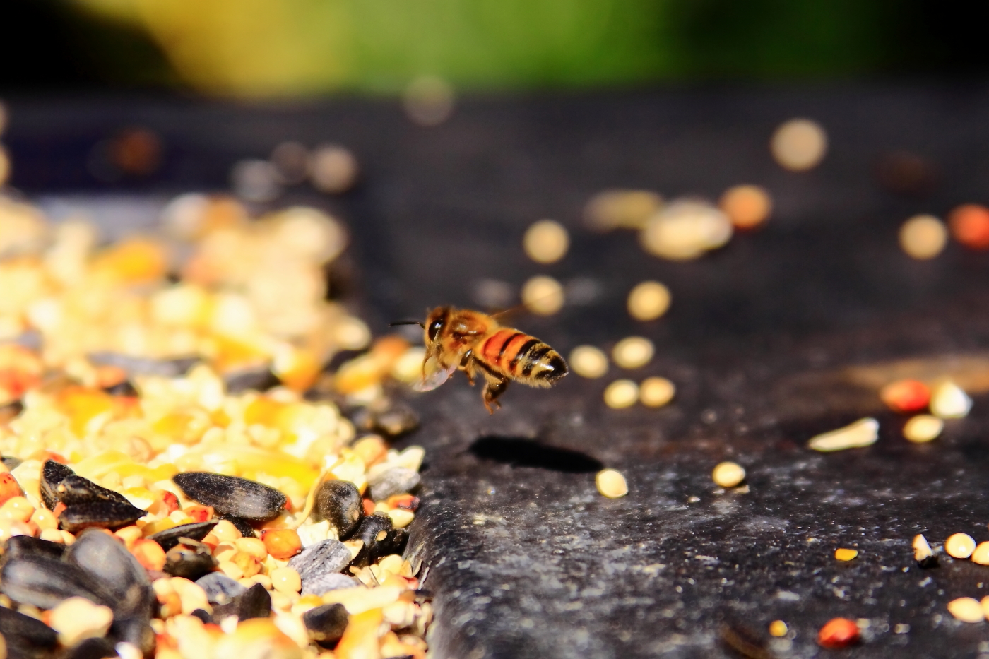 Bees