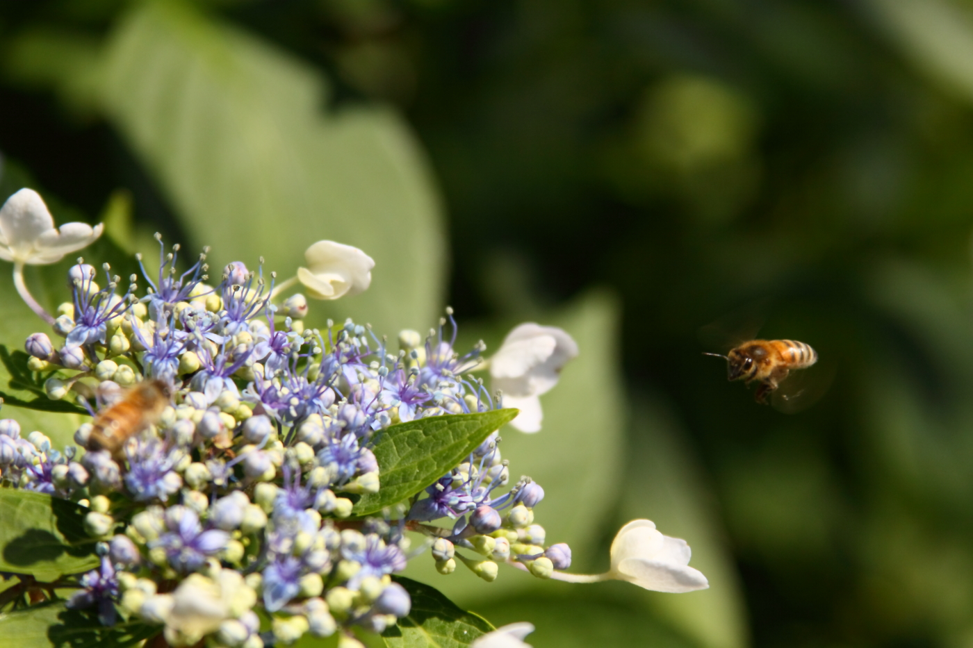 2011 07 11 IMG 34062