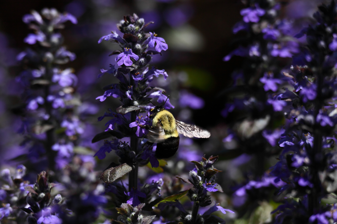 2013 05 10 IMG 05970