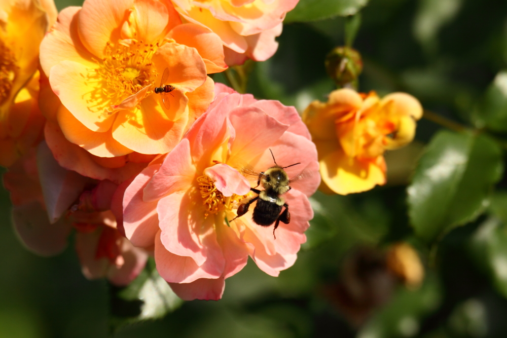 2013 06 26 IMG 11679