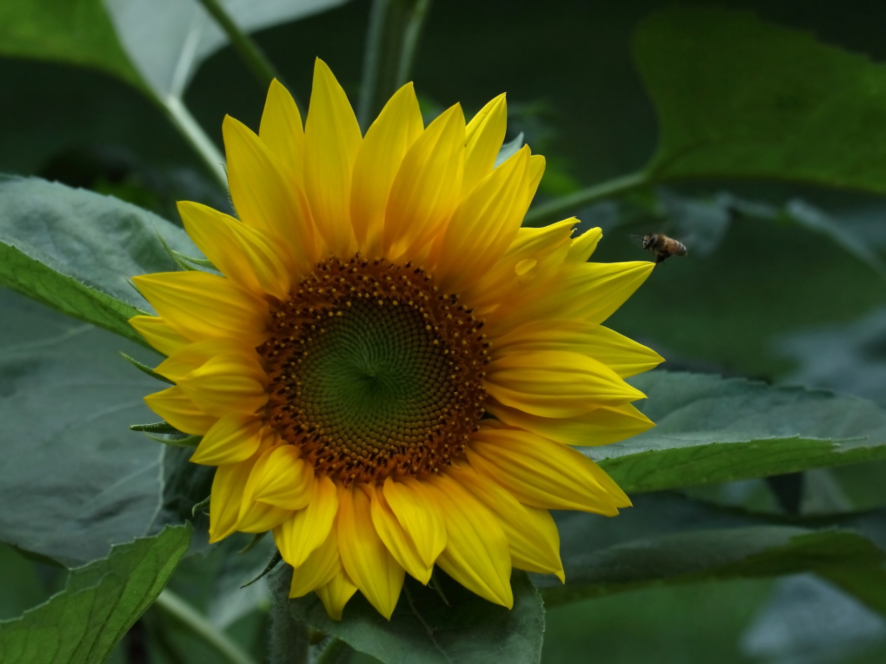 2014 08 06 HTP 78148e