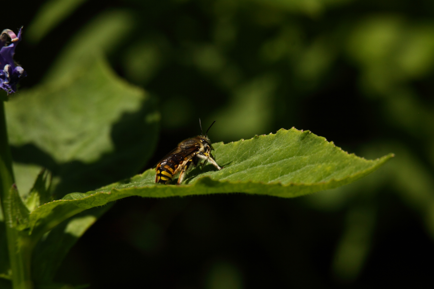 2014 08 14 HTP 79502