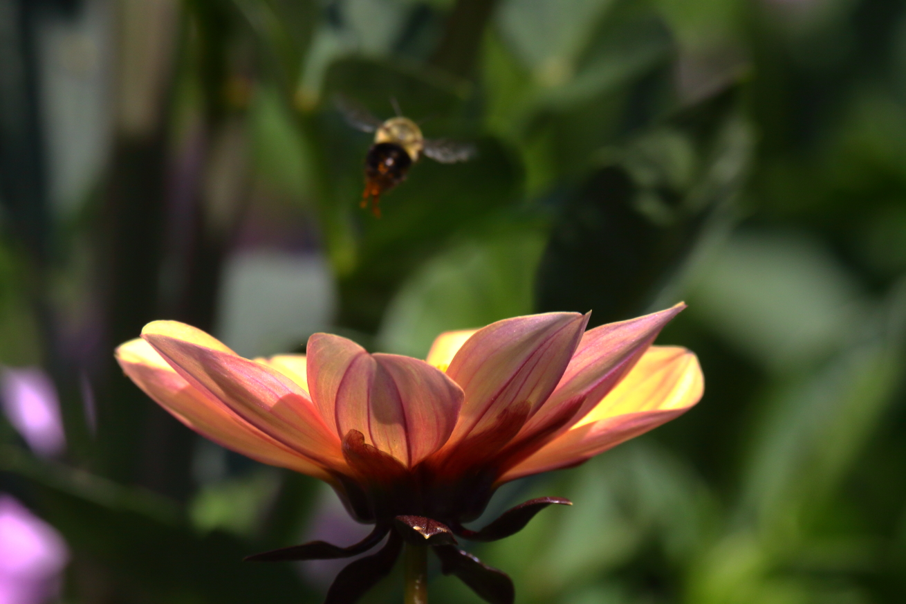 2015 07 16 HTP 000070027