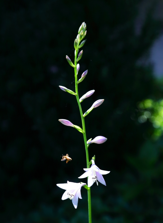 2017 07 16 HTP 36156