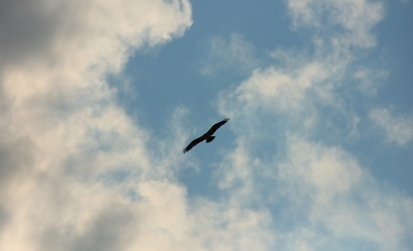2018 07 11 HTP 37142e