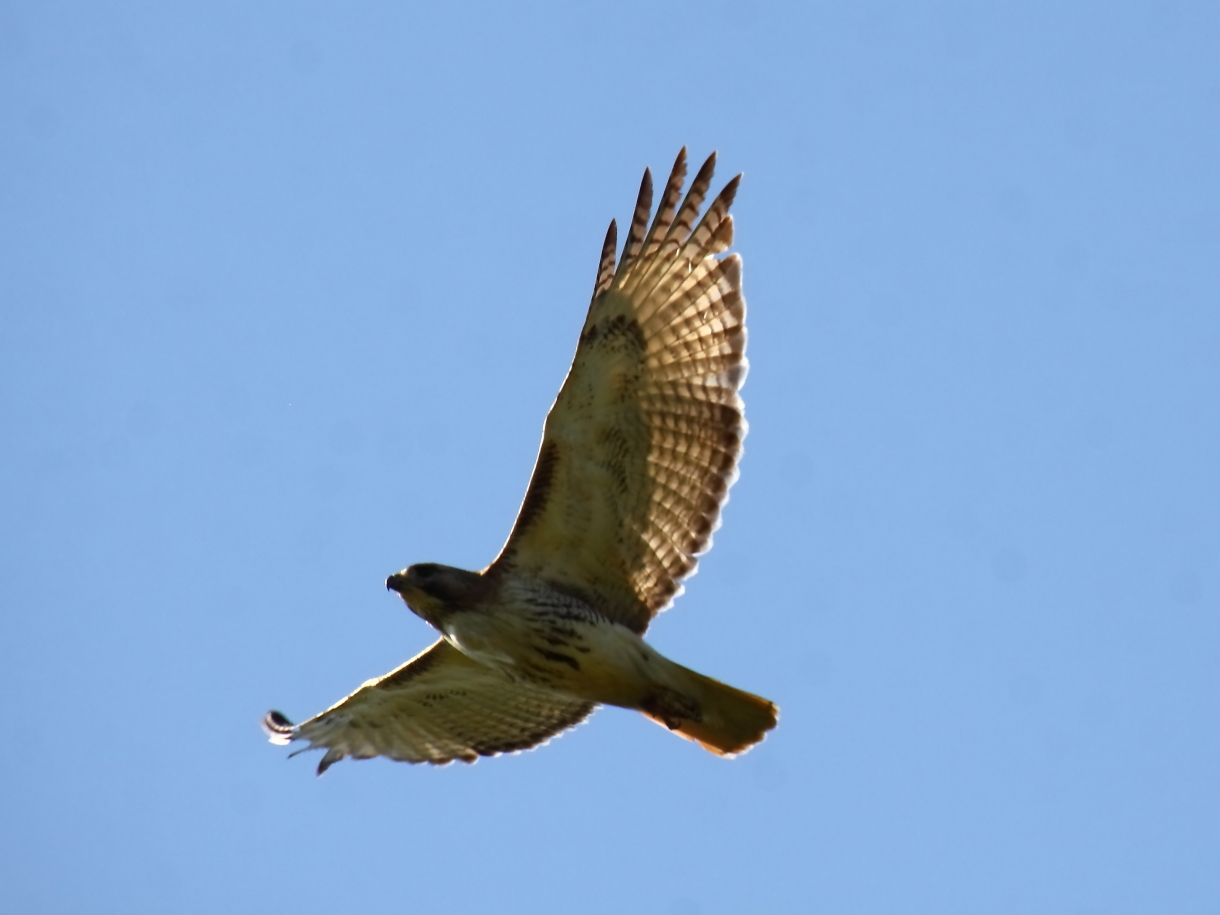 2014 06 14 HTP 62531e