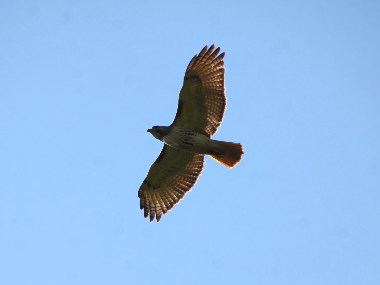 2014 06 14 HTP 62539e