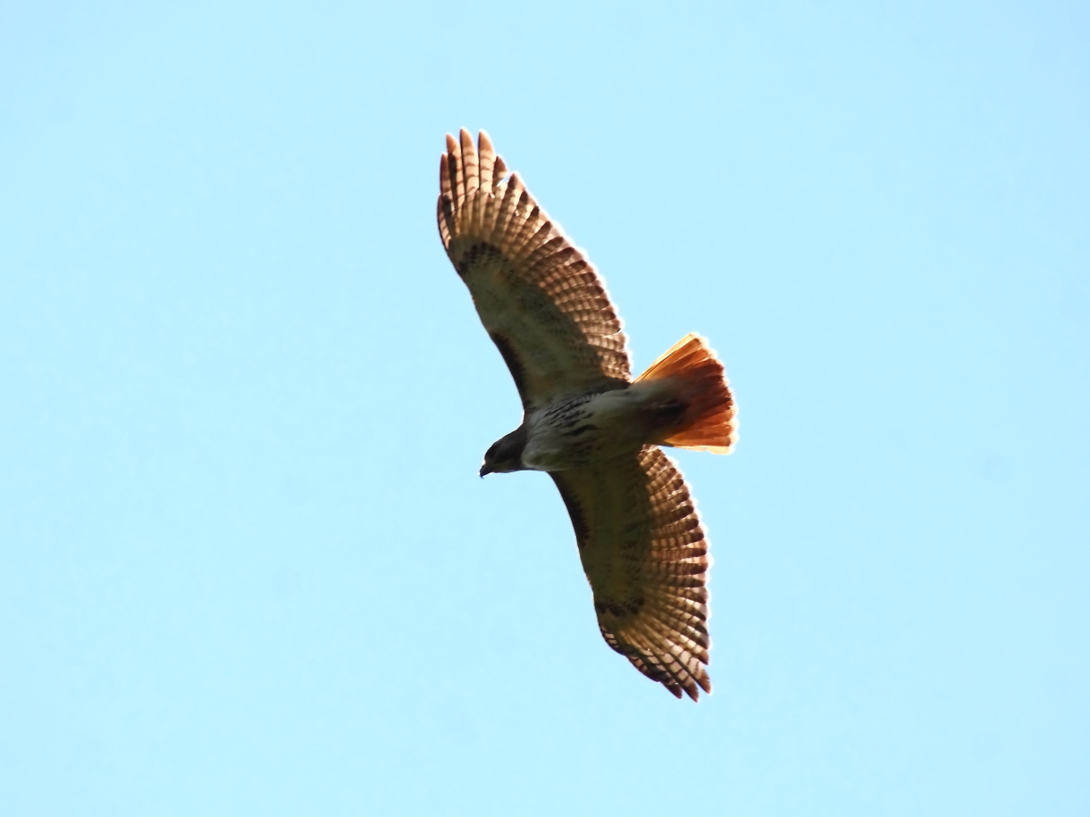 2014 06 14 HTP 62543e